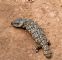 Stumpy tail lizard