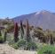 Tajinaste on Mount Teide - Tenerife